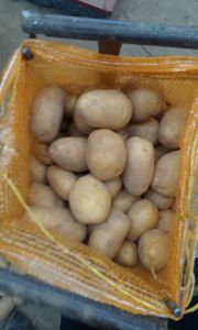 2017 New Crop Fresh Potato Shandong