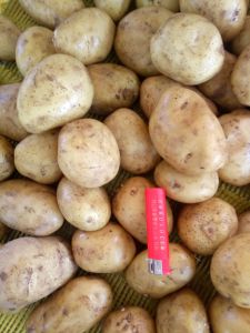 2017 Fresh Potato of Shandong Province Best Quality